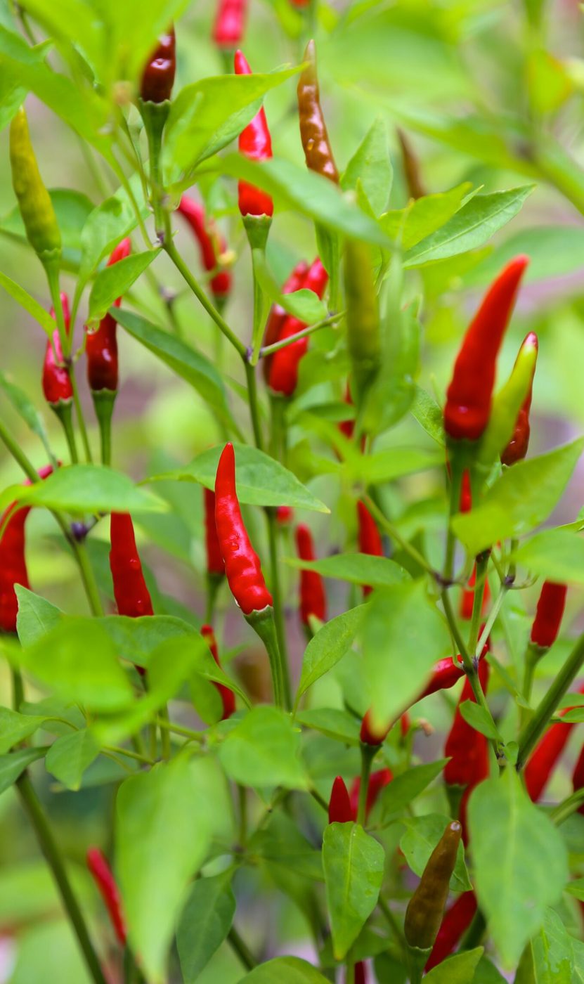 thai chiles