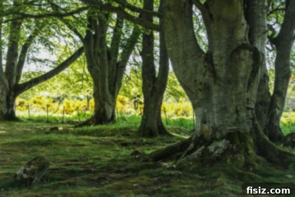 Inverness, Scotland: Sleep, Dine, Explore 14 Close-up of moss-covered standing stones at Clava Cairns