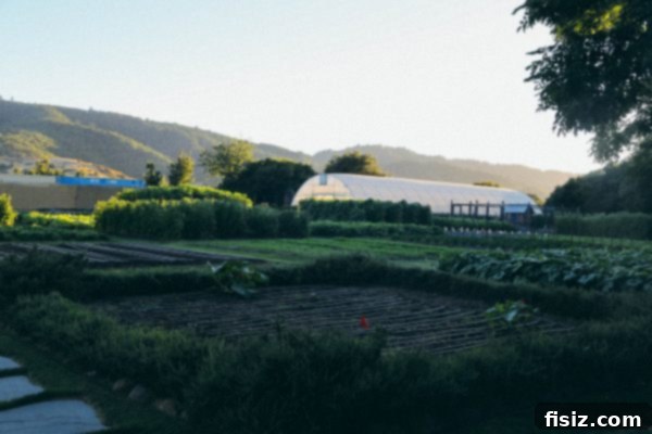 French Laundry Garden - beautiful and bountiful produce