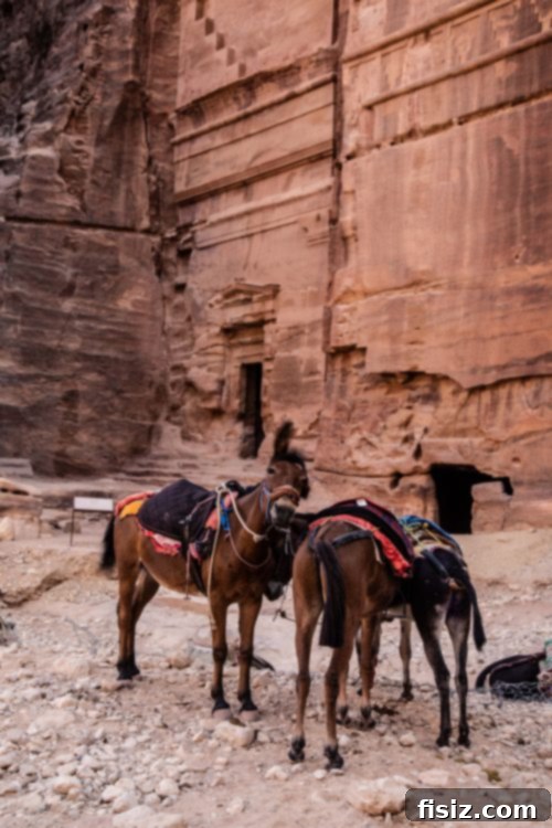 Petra Jordan Stay Dine and Discover the Rose City 20 Local Bedouin guide with a camel in Petra