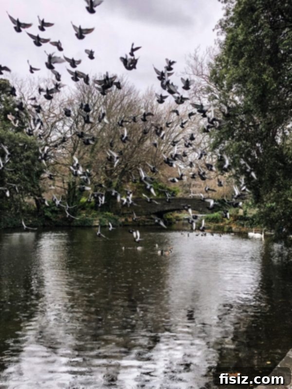 The Ultimate Dublin Guide Stay Dine and Explore Ireland's Capital 33 A serene view of the pond and greenery within St. Stephen's Green