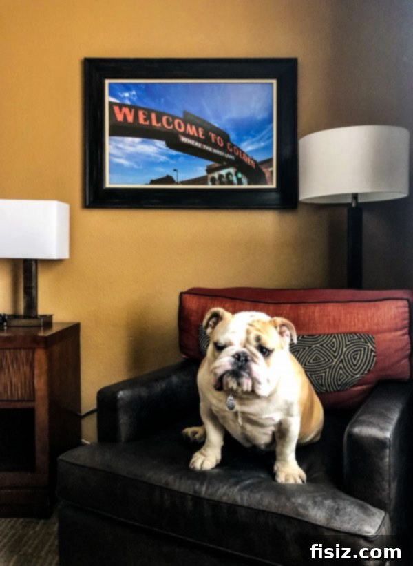 Golden Colorado Your Ultimate 24 Hour Travel Guide 7 Juniper looking out from a hotel balcony