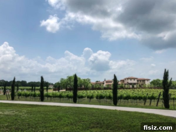 Fredericksburg Texas Explore Stay Dine 25 Expansive vineyard rows under a clear sky at Grape Creek Vineyards