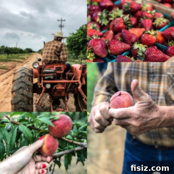 Fredericksburg Texas Explore Stay Dine 28 Rows of peach trees at Jenschke Orchards, ready for picking