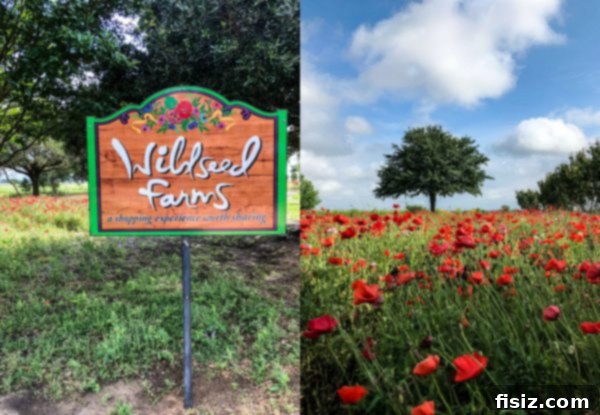 Fredericksburg Texas Explore Stay Dine 31 Expansive fields of colorful wildflowers at Wildseed Farms