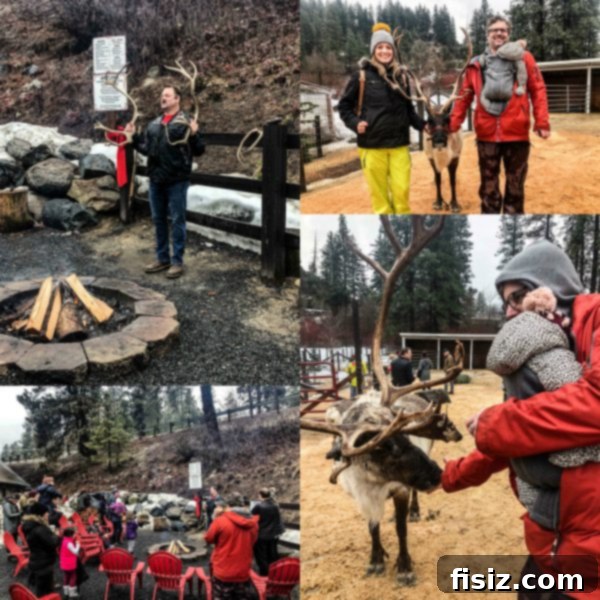 Leavenworth Washington A Bavarian Adventure Guide Stay Dine Explore 27 A reindeer up close at the Leavenworth Reindeer Farm.