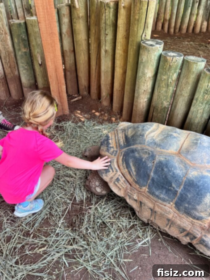 Rapid City South Dakota Stay Eat Explore 33 Visitors interacting with a tortoise at Reptile Gardens near Rapid City, a hands-on wildlife experience.